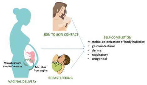 microbiomul-alaptarii
